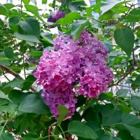 Сиреневый куст :: Galina Solovova