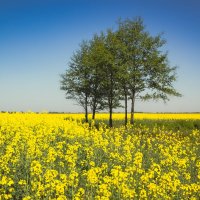 Красоты Беларуси :: Аксана Shpakava