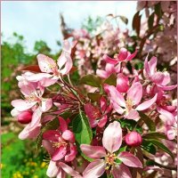 Яблоня в цвету :: Татьяна Осипова(Deni2048) Яблоня в цвету :: Татьяна Осипова(Deni2048)