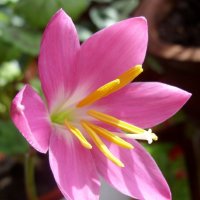 Зефирантес. :: Ирина ***