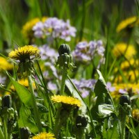 весна :: ИННА ПОРОХОВА