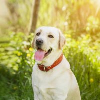 Алькор :: Alex Bush