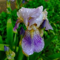 После дождя :: Галина Бобкина