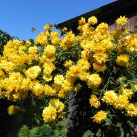 Золотые шары :: Oleg4618 Шутченко