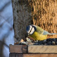 лазоревка :: linnud 