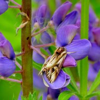 сегодня на цветущем люпине  2 :: Александр Прокудин