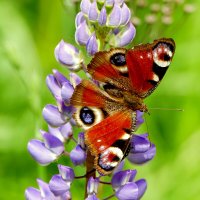 сегодня на цветущем люпине 5 :: Александр Прокудин сегодня на цветущем люпине 5 :: Александр Прокудин