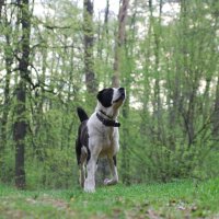 Веста :: Рудаков Сергей 