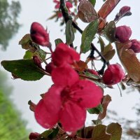 Яблоня :: Сапсан 