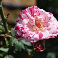 Роза. :: Оля Богданович