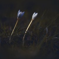 Осеннее таинство. :: Анатолий Щербак