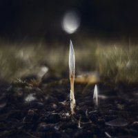 Осеннее таинство. :: Анатолий Щербак