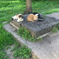 домашние / бездомные :: zavitok *