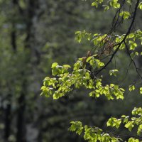 9 мая 2025 :: Алексей Короткевич