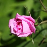 чайная роза :: Константин Штарк