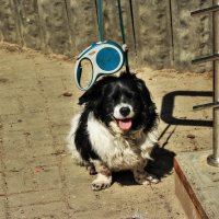 Июнь...Песик на замке! :: Владимир 