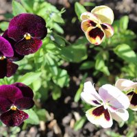 Цветочки весны :: Любовь Сахарова