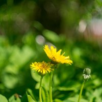 ___ :: Yuriy V ___ :: Yuriy V