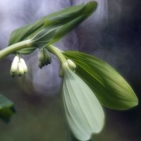 цветочек :: Ольга Cоломатина