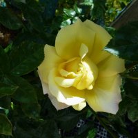 Глория  Дей :: Валентин Семчишин