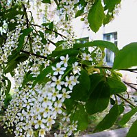 Под окном черёмуха колышется... :: Алевтина 