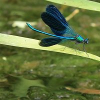 Красотка :: ZNatasha - Красотка :: ZNatasha -