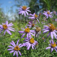 Астра :: Anna Ivanova Астра :: Anna Ivanova