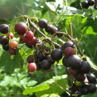 Охта :: Anna Ivanova