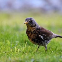 Москва. Парк Царицыно. :: Наташа ***** Москва. Парк Царицыно. :: Наташа *****