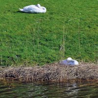 Скоро будут птенцы :: Alexandеr P