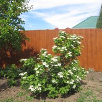 май :: Елена Шаламова