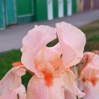 Ирис. :: Игорь Родионов