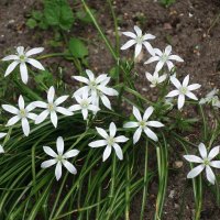 Птицемлечник :: Рита Симонова