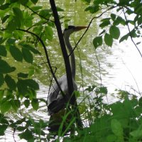 Серая цапля притаилась :: Рита Симонова