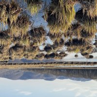 кочки - любимое место гнездования уток :: Александр Белов