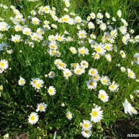 В ростовском экопарке :: Нина Бутко