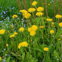 Майская красота - золото и голубизна :: Светлана Майская красота - золото и голубизна :: Светлана