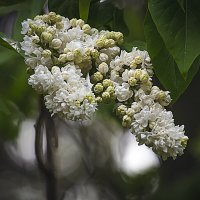 Сирень белая :: Владимир Кроливец
