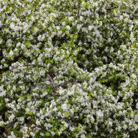 Весеннее цветение :: Александр Синдерёв