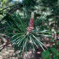 Весна идёт, весне дорогу! :: Галина Минчук Весна идёт, весне дорогу! :: Галина Минчук