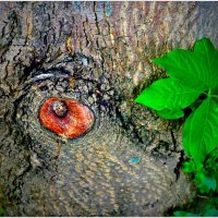 ГЛАЗ... :: Elvira E. 