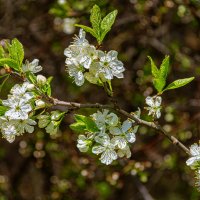 *** :: Aleksey Afonin *** :: Aleksey Afonin