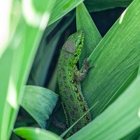 удивительная природа :: Виктор Скаков