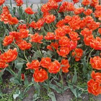 Апрельское цветение :: Виктор 