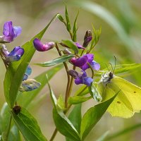 Очарованная :: Галина Кан