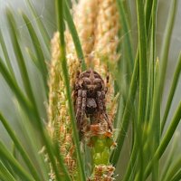 Сгруппировался :: Галина Кан