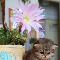 Золотая перс. шиншилла. Под кактусом. :: Оля Богданович Золотая перс. шиншилла. Под кактусом. :: Оля Богданович