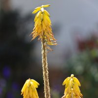 Желтые. :: Оля Богданович