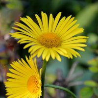 " Обнимашки..." :: Надежда Куркина 