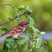 Многие считают воробья бесполезной птичкой ... :: Анатолий. Chesnavik. Многие считают воробья бесполезной птичкой ... :: Анатолий. Chesnavik.